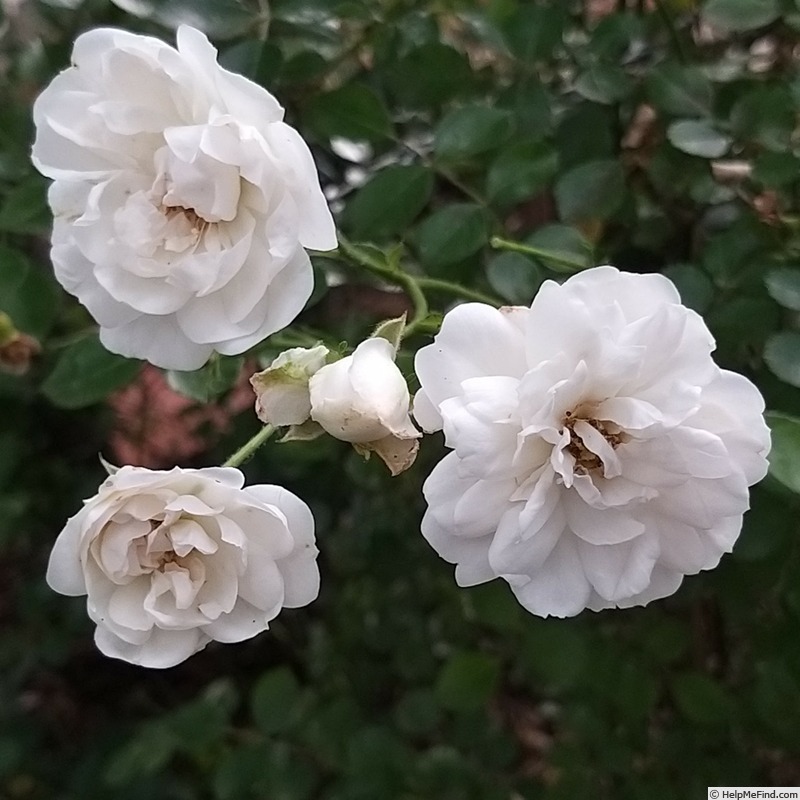 'Swany ®' rose photo