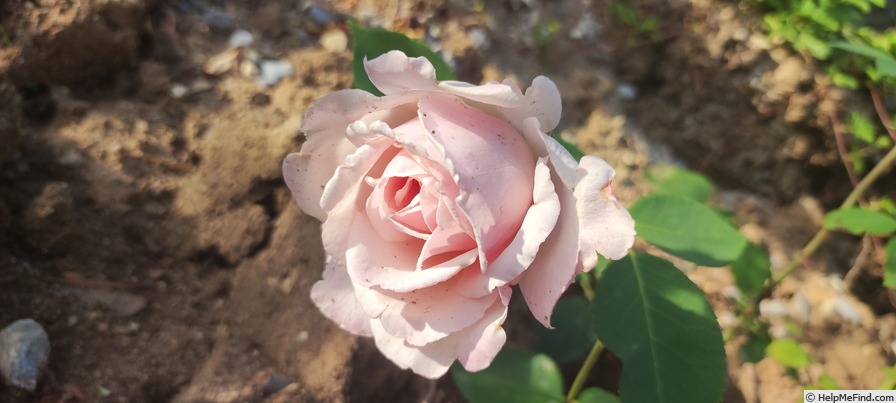 'Madame René Collette' rose photo