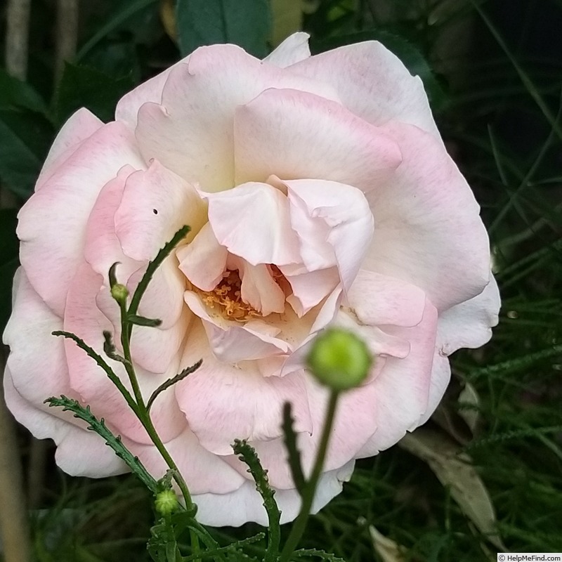 'Lyon Lumières ®' rose photo