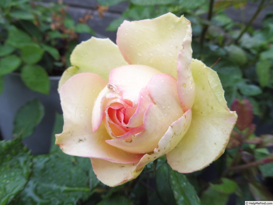 'Jalitah' rose photo