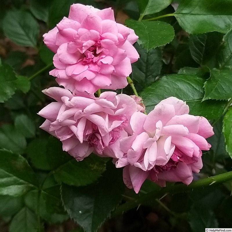 'Amica ® (shrub, Kordes, 2017)' rose photo