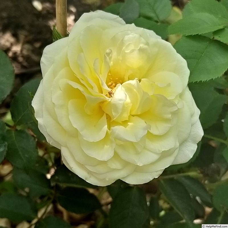'Fragrant Old Yellow' rose photo