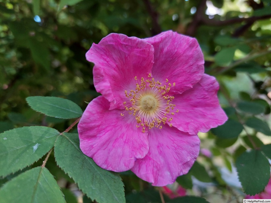 '<i>Rosa</i> X <i>macrophylla</i> 'Doncasterii'' rose photo