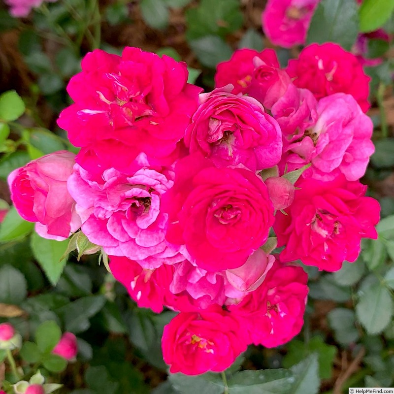 'Phyllis Sherman' rose photo