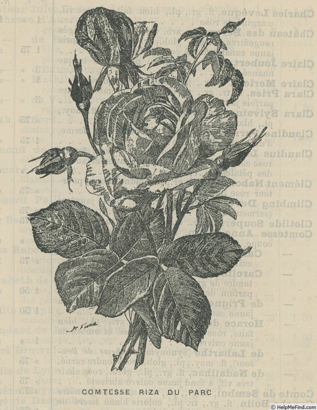 'Comtesse Riza du Parc' rose photo