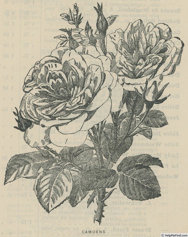 'Camoëns (hybrid tea, Schwartz, 1881)' rose photo