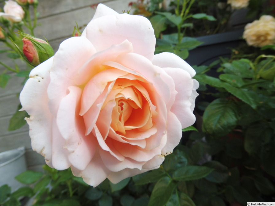 'Cremosa ®' rose photo
