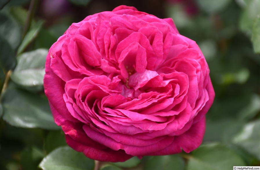 'KORbevmahe' rose photo