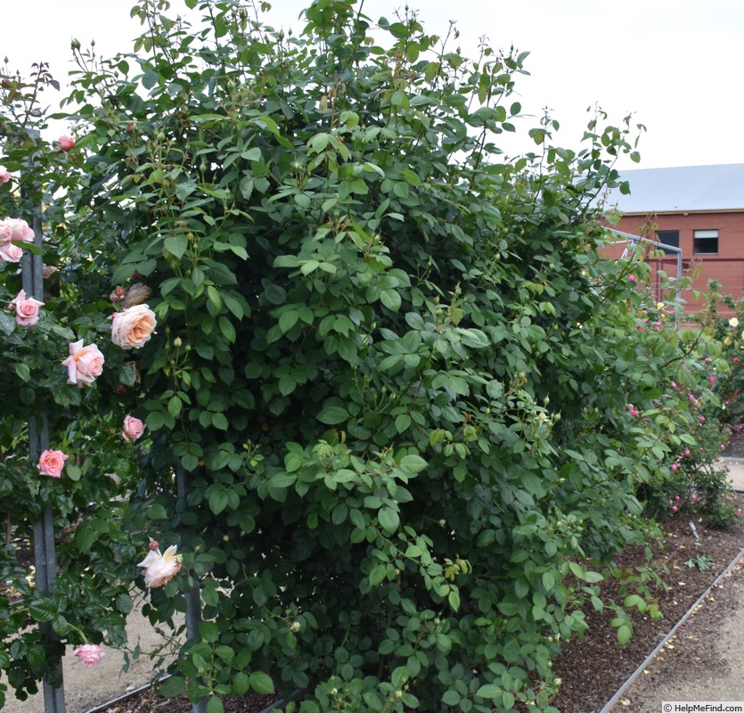 'Eden's Apricot Blaise' rose photo