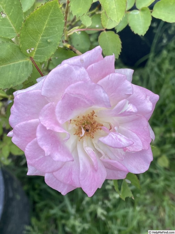 'PSNAC' rose photo