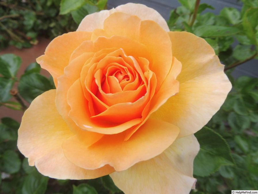 'Garden Glory' rose photo