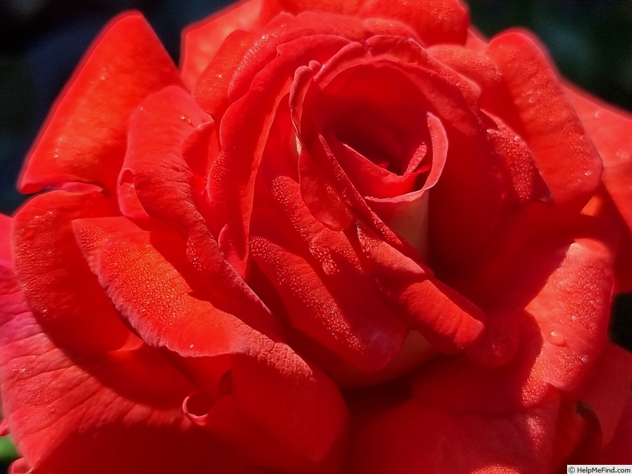 'Parfum de Grasse ®' rose photo