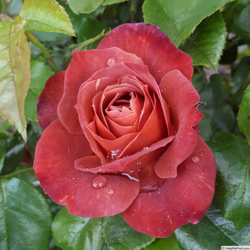 'WEKpaltlez' rose photo