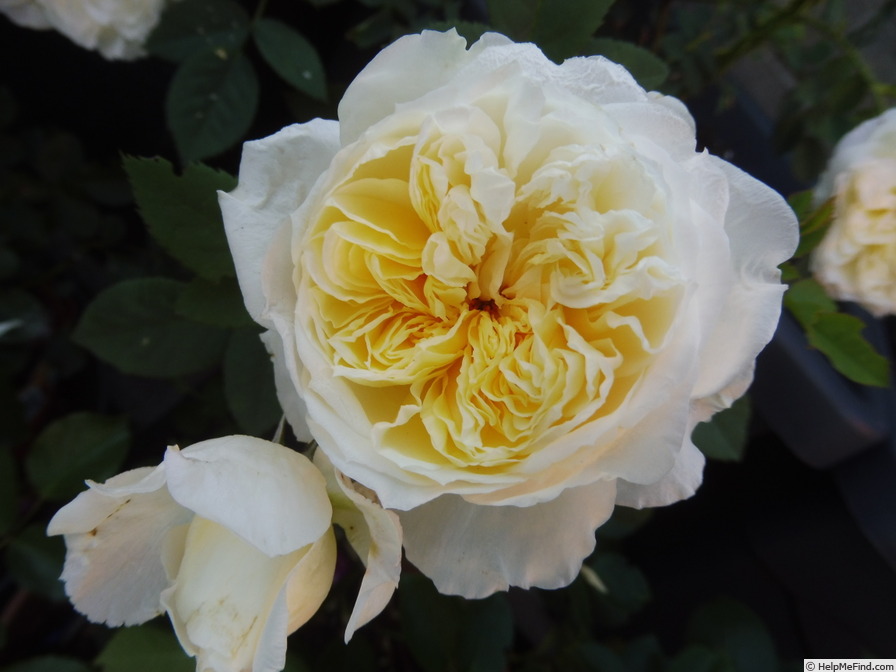 'The Country Parson' rose photo