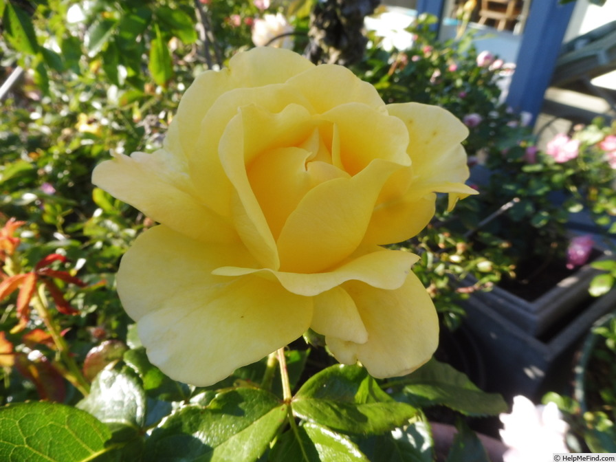 'Golden Smiles' rose photo