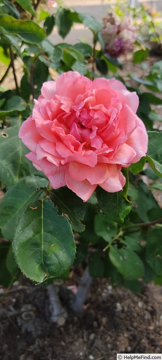 'Pilar de Arburua' rose photo