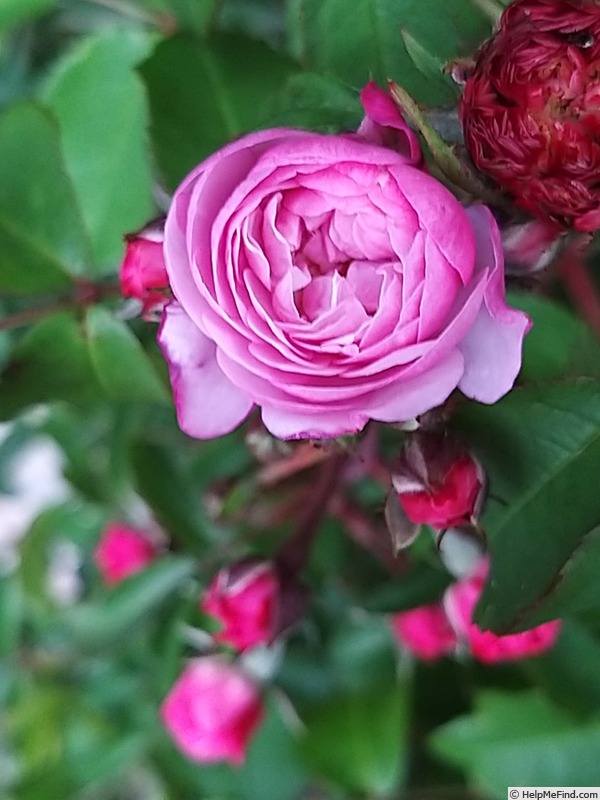 'Petite Coquine de Chédigny' rose, click to enlarge 'Petite Coquine de Chédigny' rose photo