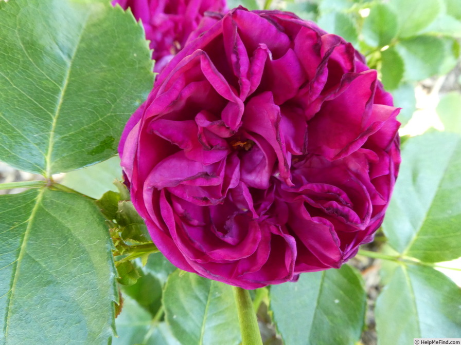 'Für Elise ® (floribunda, Kordes, 2009/19)' rose photo