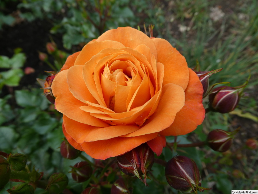'Phoenix ® (floribunda, Kordes, 2007/17)' rose photo