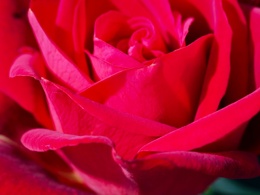 'Summer Sangria ®' rose photo