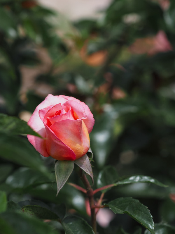 'Rosa del Camino de Santiago ®' rose photo