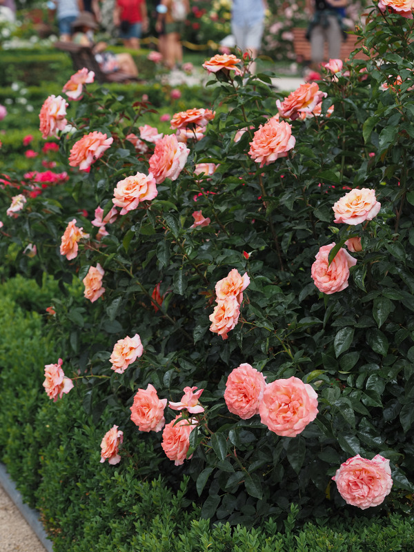 'Rosa del Camino de Santiago ®' rose photo