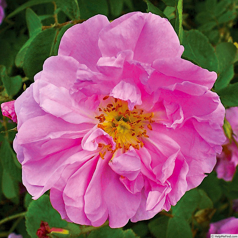 'Pink Pavement' rose photo