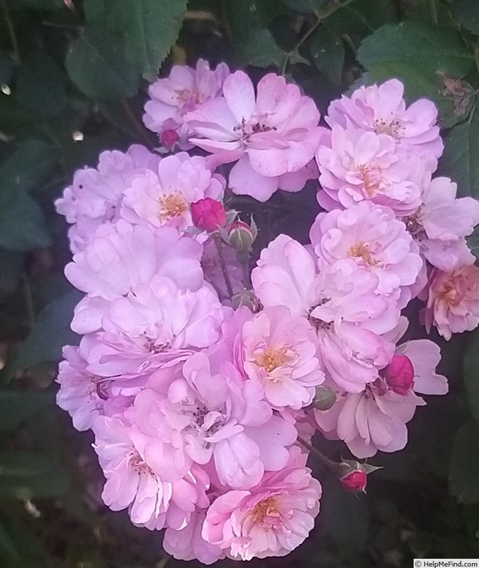 'Petite Coquine de Chédigny' rose, click to enlarge 'Petite Coquine de Chédigny' rose photo