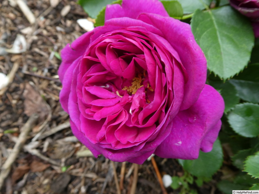 'Für Elise ® (floribunda, Kordes, 2009/19)' rose photo