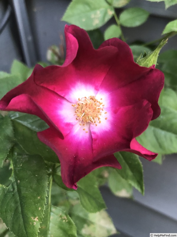 'ADHOOD NITOWL01' rose photo