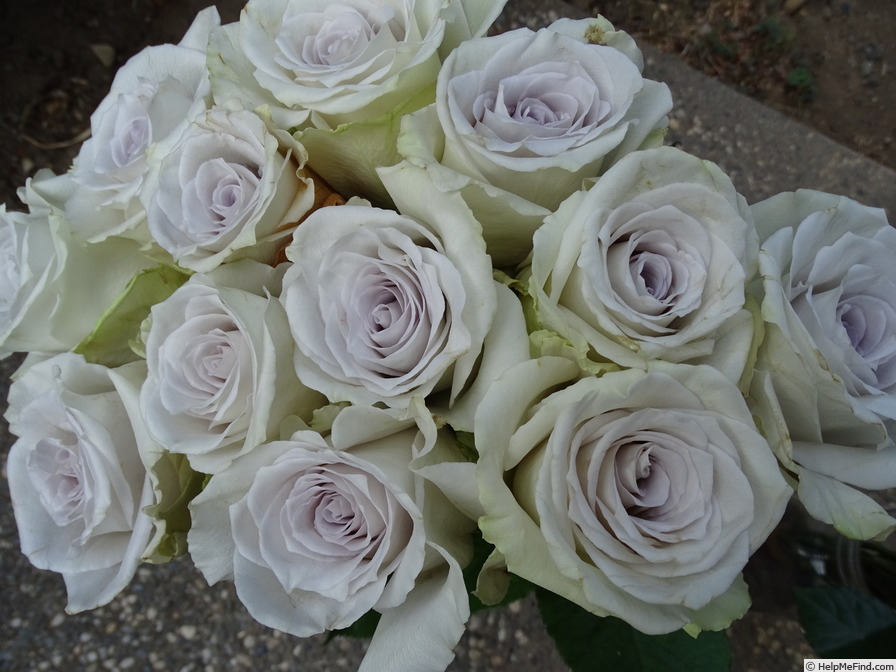 'Early Grey ®' rose photo