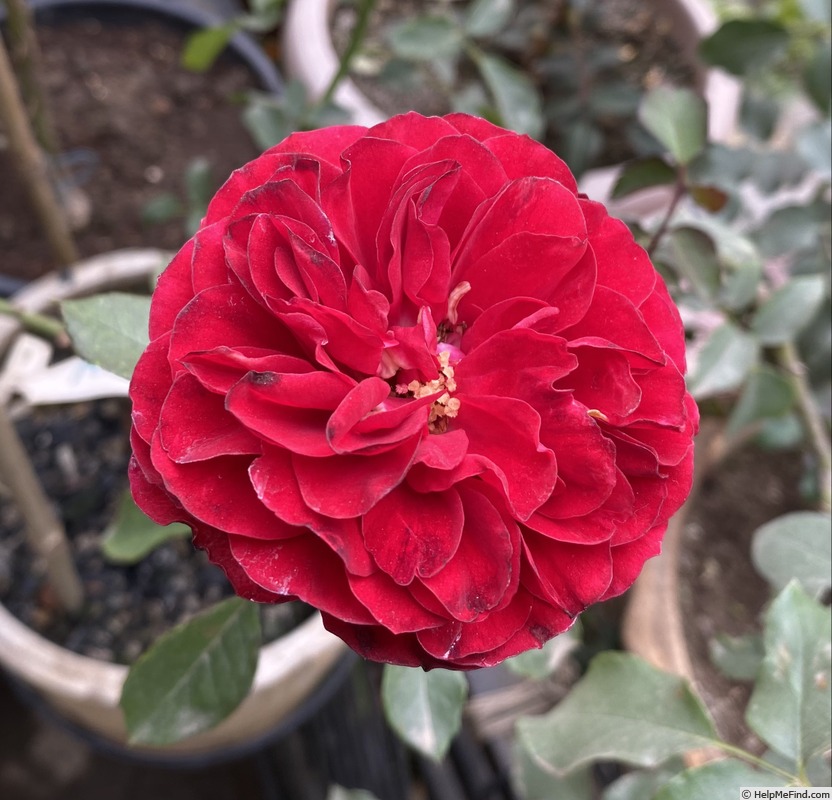 'Mona Lisa ® (floribunda, Meilland 2003)' rose photo