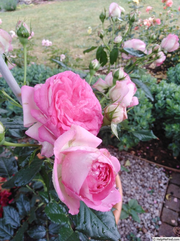 'Pink Eden Rose ®' rose photo
