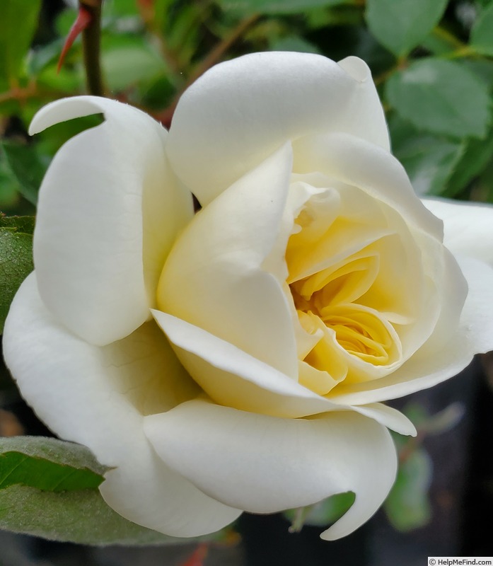 'South Orange Perfection' rose photo