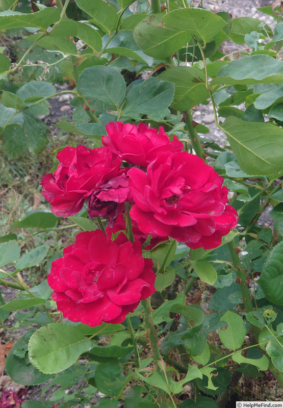 'Saint-Vincent ®' rose photo