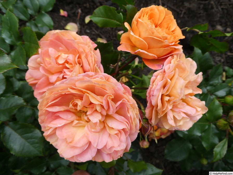 'Phoenix ® (floribunda, Kordes, 2007/17)' rose photo