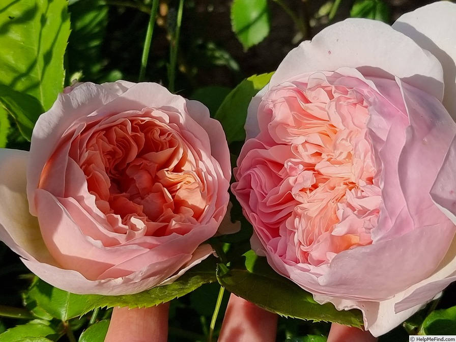 'Evelyn ™ (shrub, Austin 1991)' rose photo