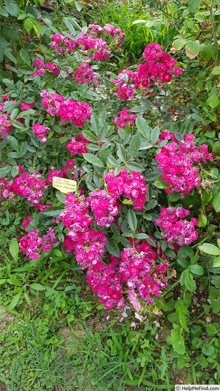 'Morsdag' rose photo