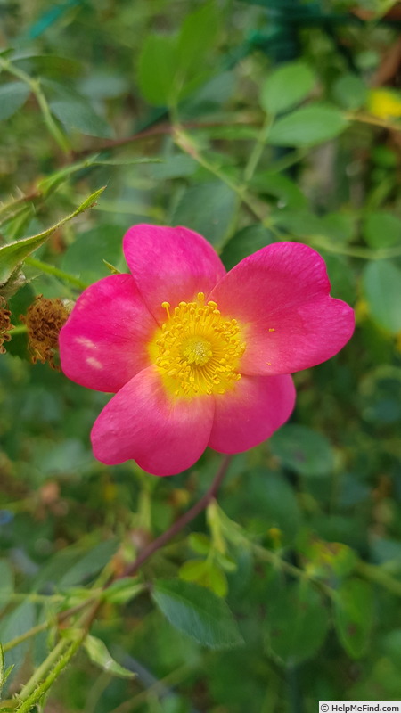 'Lady Penzance' rose photo