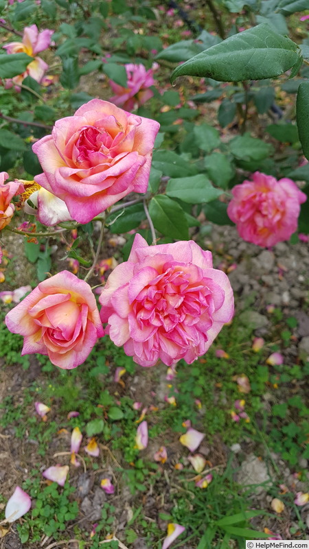 'Clementina Carbonieri (Tea, Lodi, 1913)' rose, click to enlarge 'Clementina Carbonieri (Tea, Lodi, 1913)' rose photo