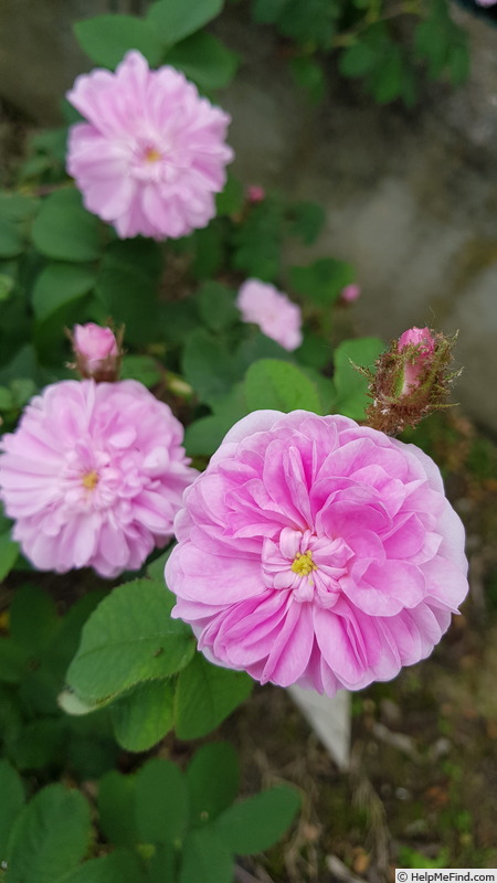 'James Mitchell' rose photo