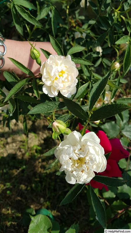 '<i>Rosa</i> X <i>alba cannabifolia</i>' rose photo