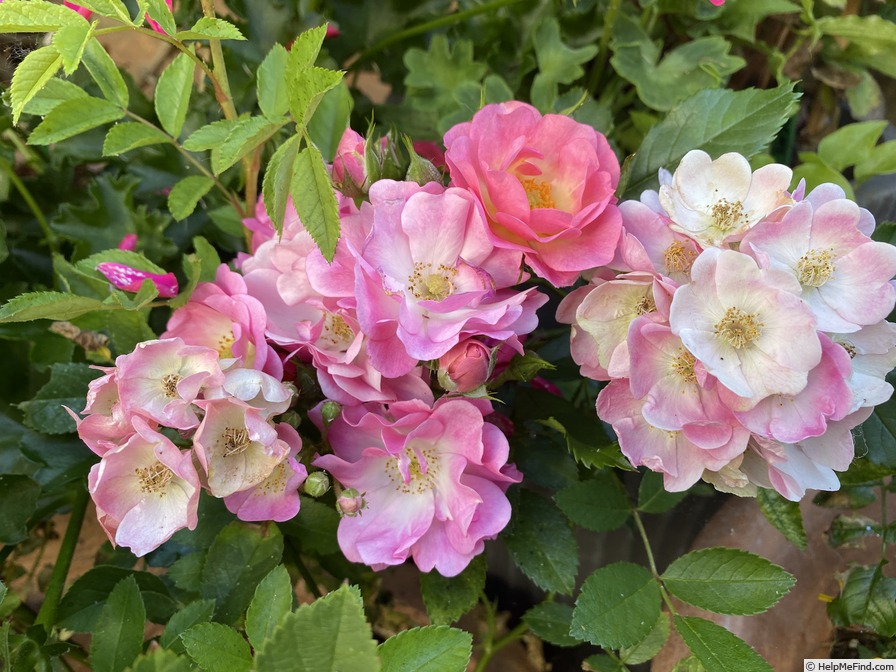 'Salut à Luxembourg ®' rose photo