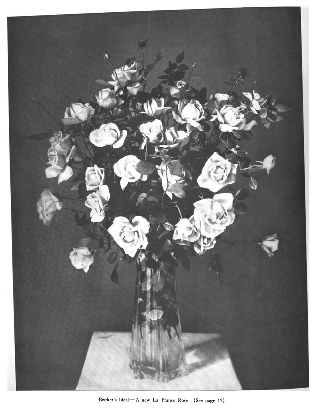 'Becker's Ideal' rose photo