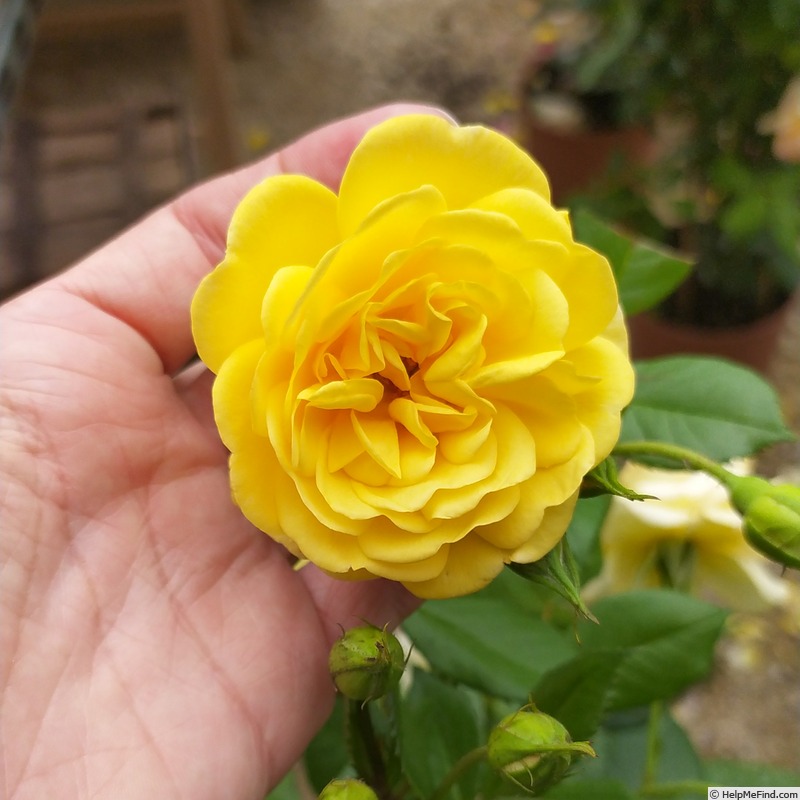'Golden Pareo ®' rose photo