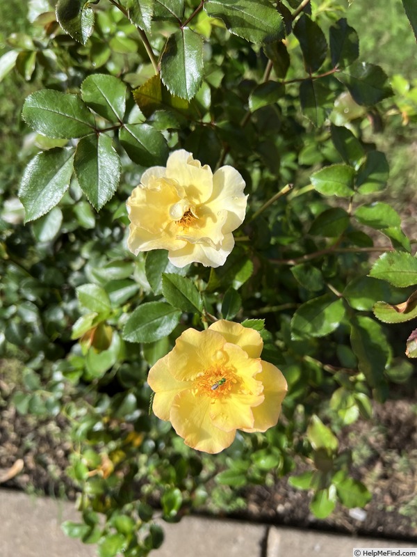 'Nitty Gritty™ Yellow' rose photo