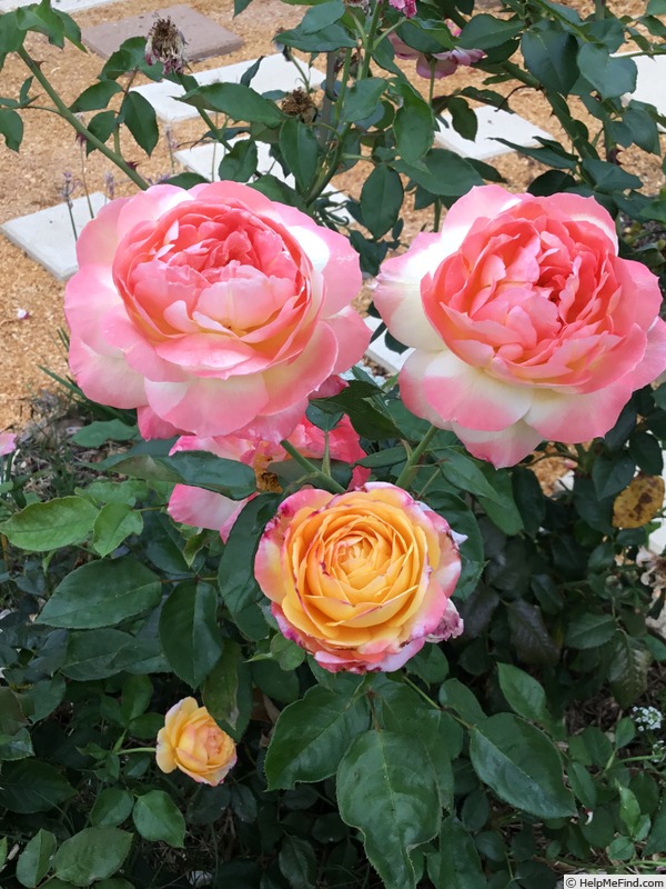'Summer Glow' rose photo