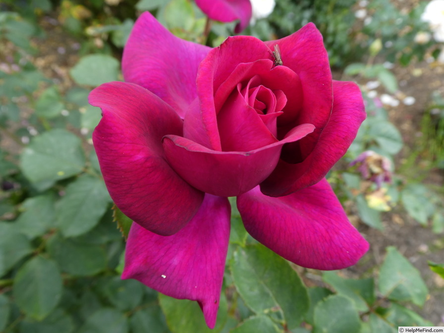 'Gräfin Diana ®' rose photo
