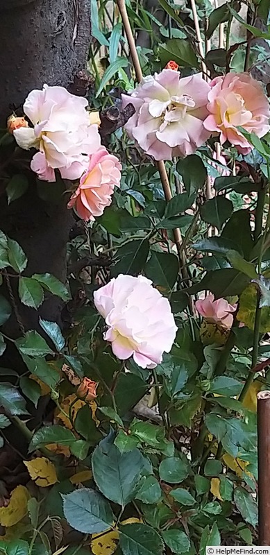 'Bordure Camaïeu ®' rose photo