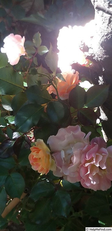 'Bordure Camaïeu ®' rose photo